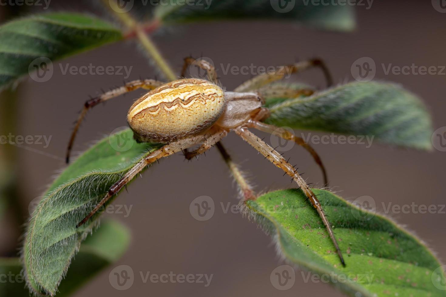 aranha neoscona grama foto