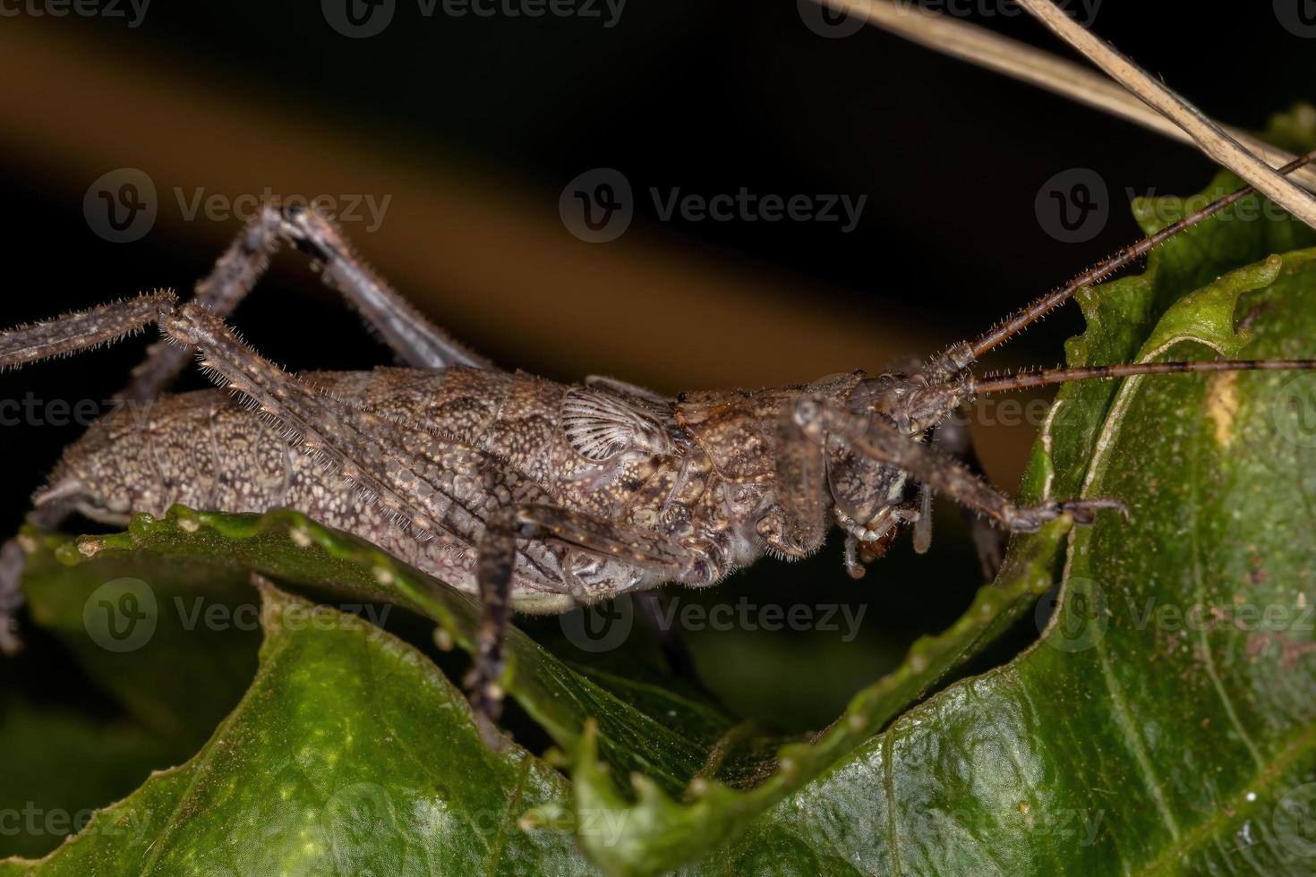 verdadeira ninfa katydid foto