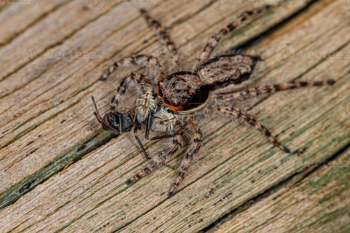 pequena fêmea macho cinza aranha saltadora foto