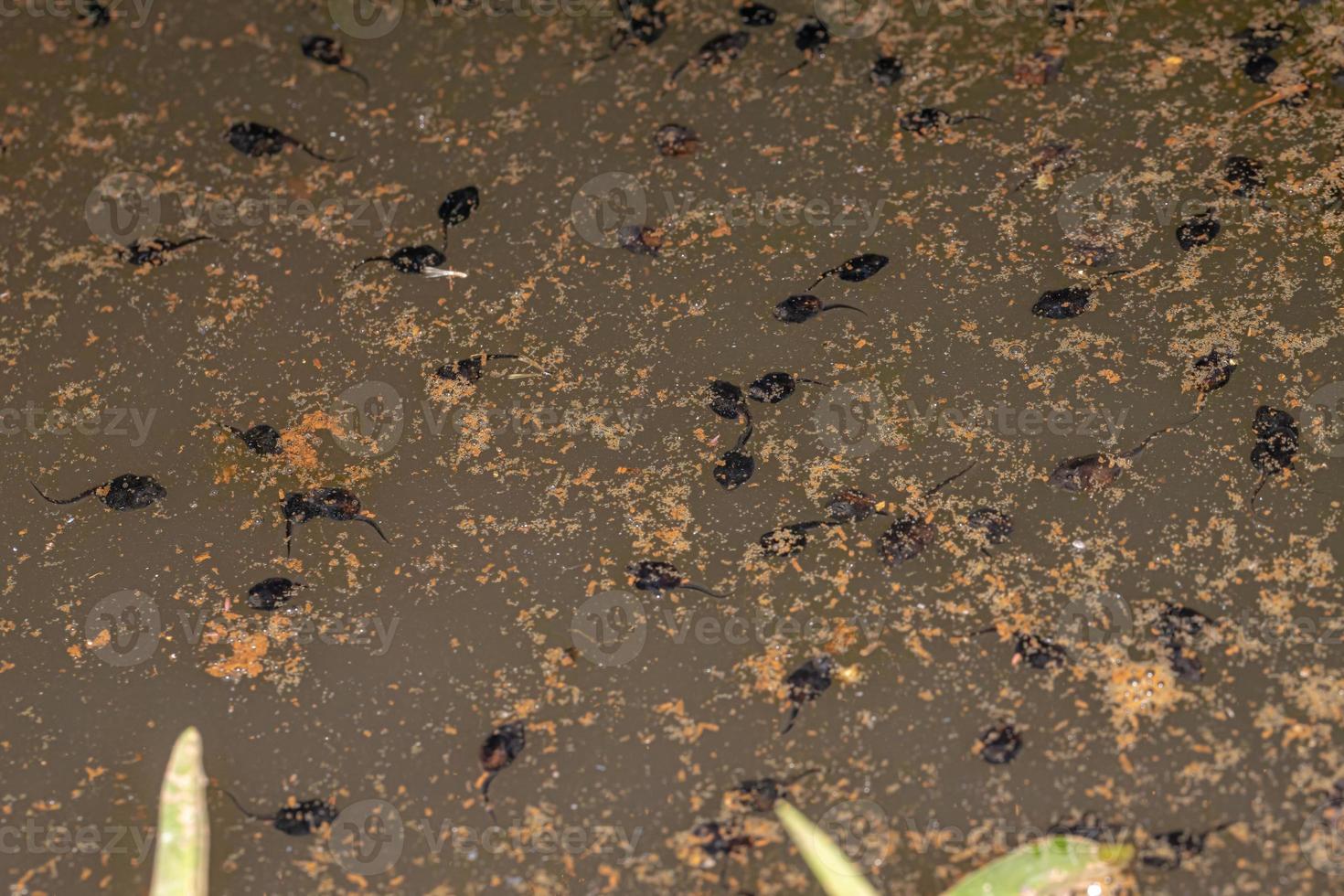 pequenos girinos de sapo cururu foto