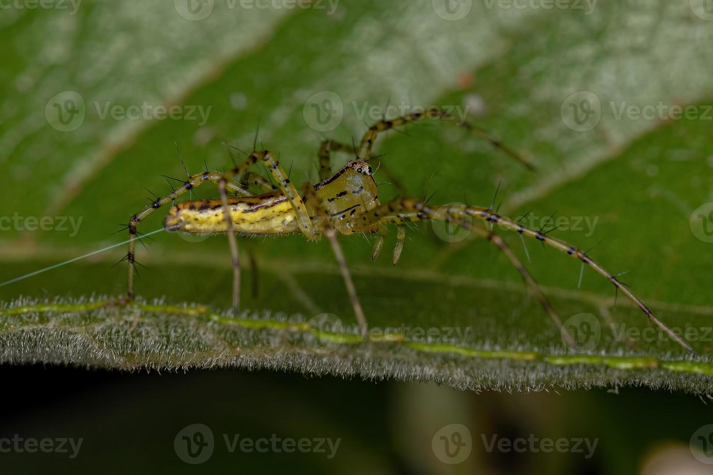 aranha lince adulta foto