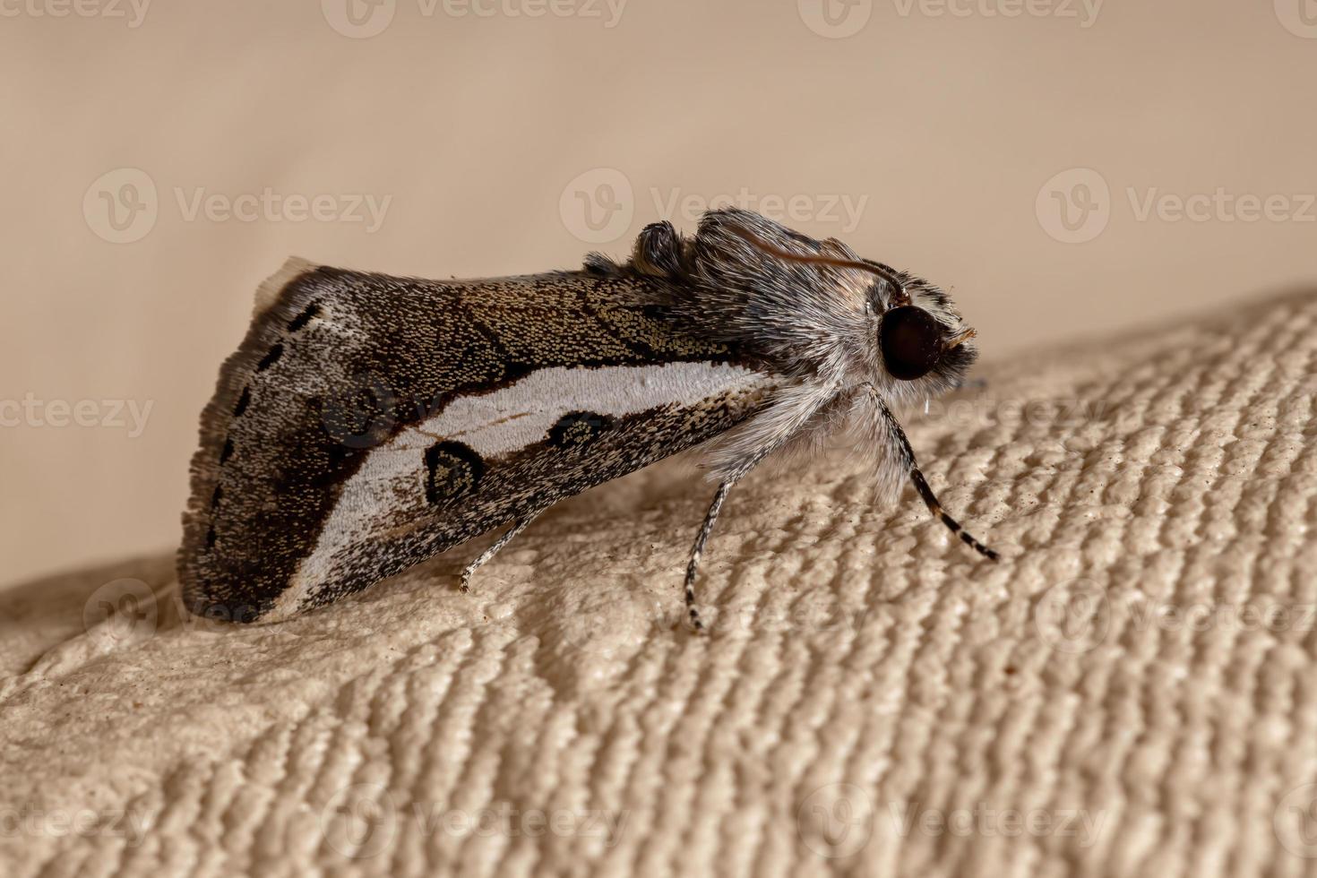 mariposa beldroega adulta foto