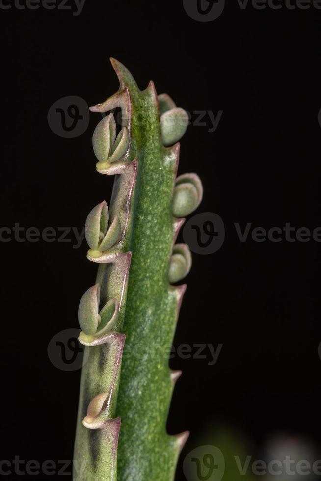 planta de crocodilo em visão macro foto