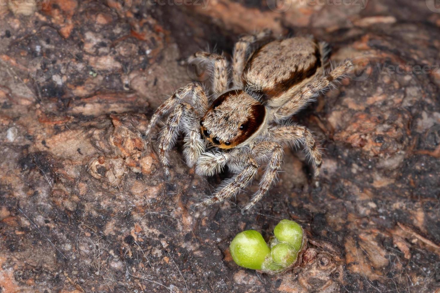 aranha saltadora de parede cinza adulta foto