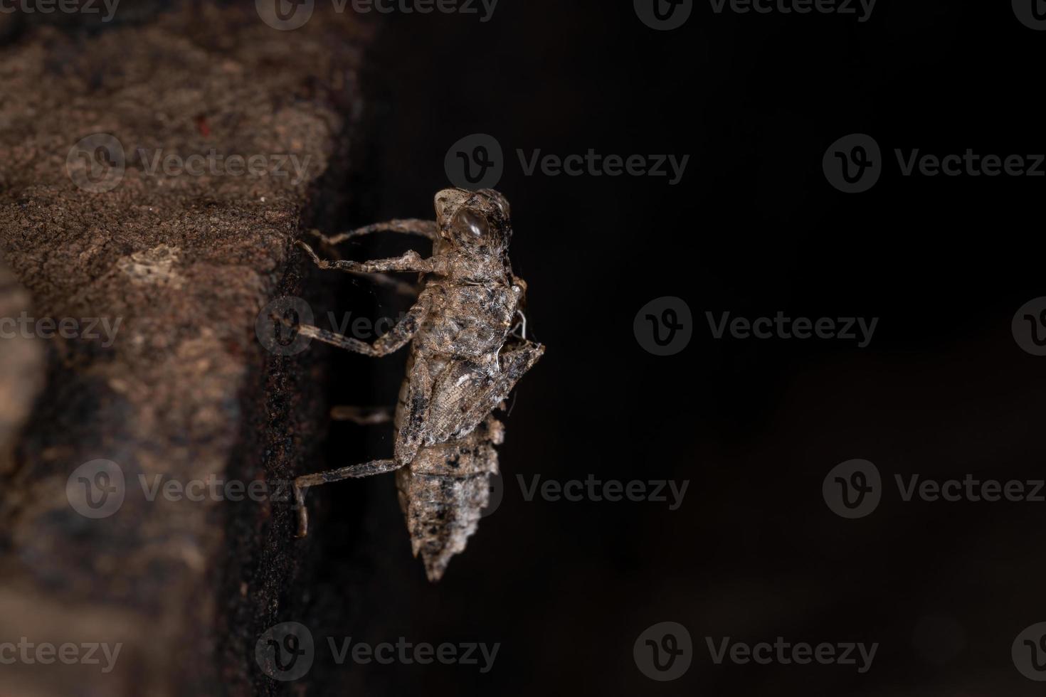 muda de inseto donzela foto