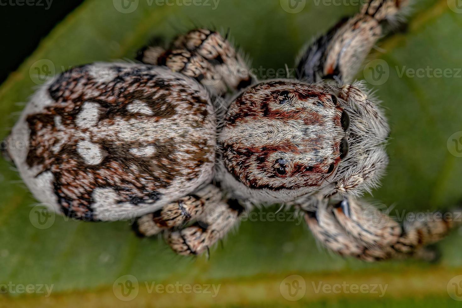 aranha saltadora gigante foto