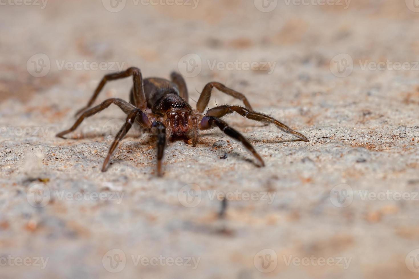 aranha rondando brasileira foto