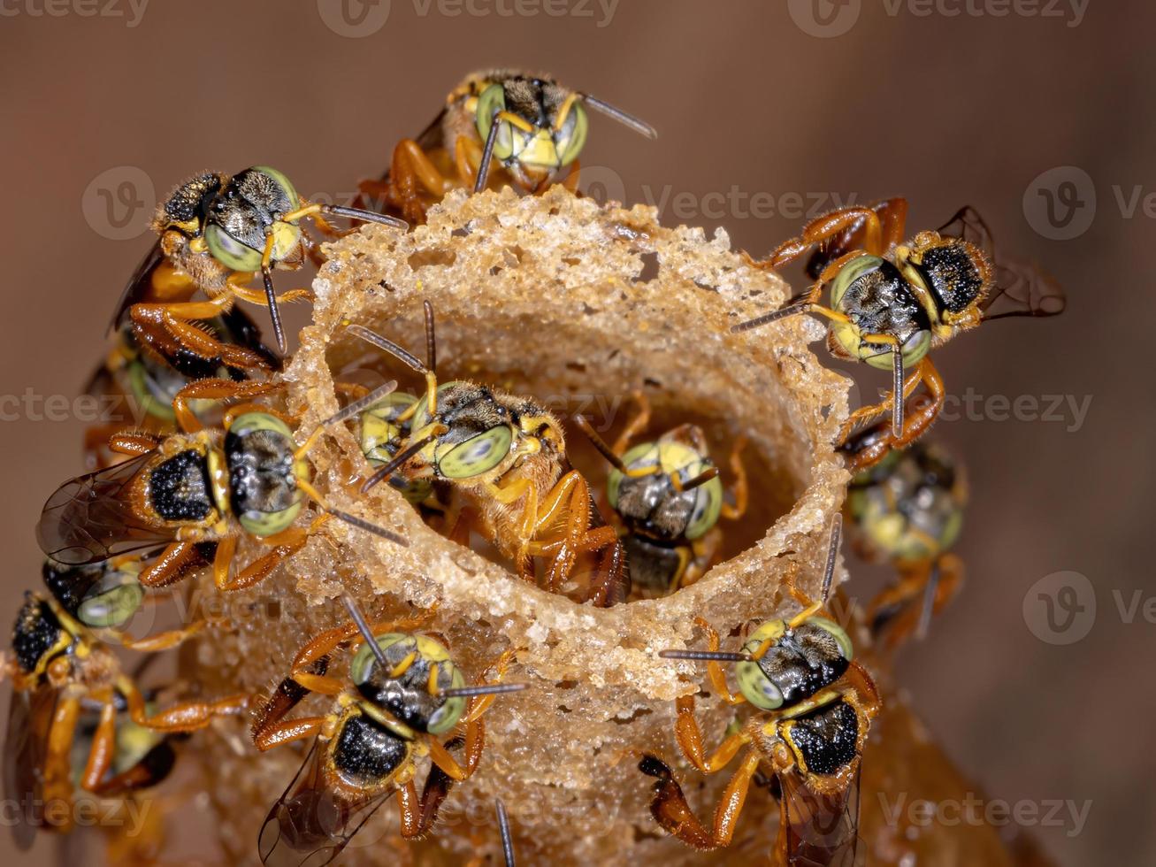 abelha jatai sem ferrão foto