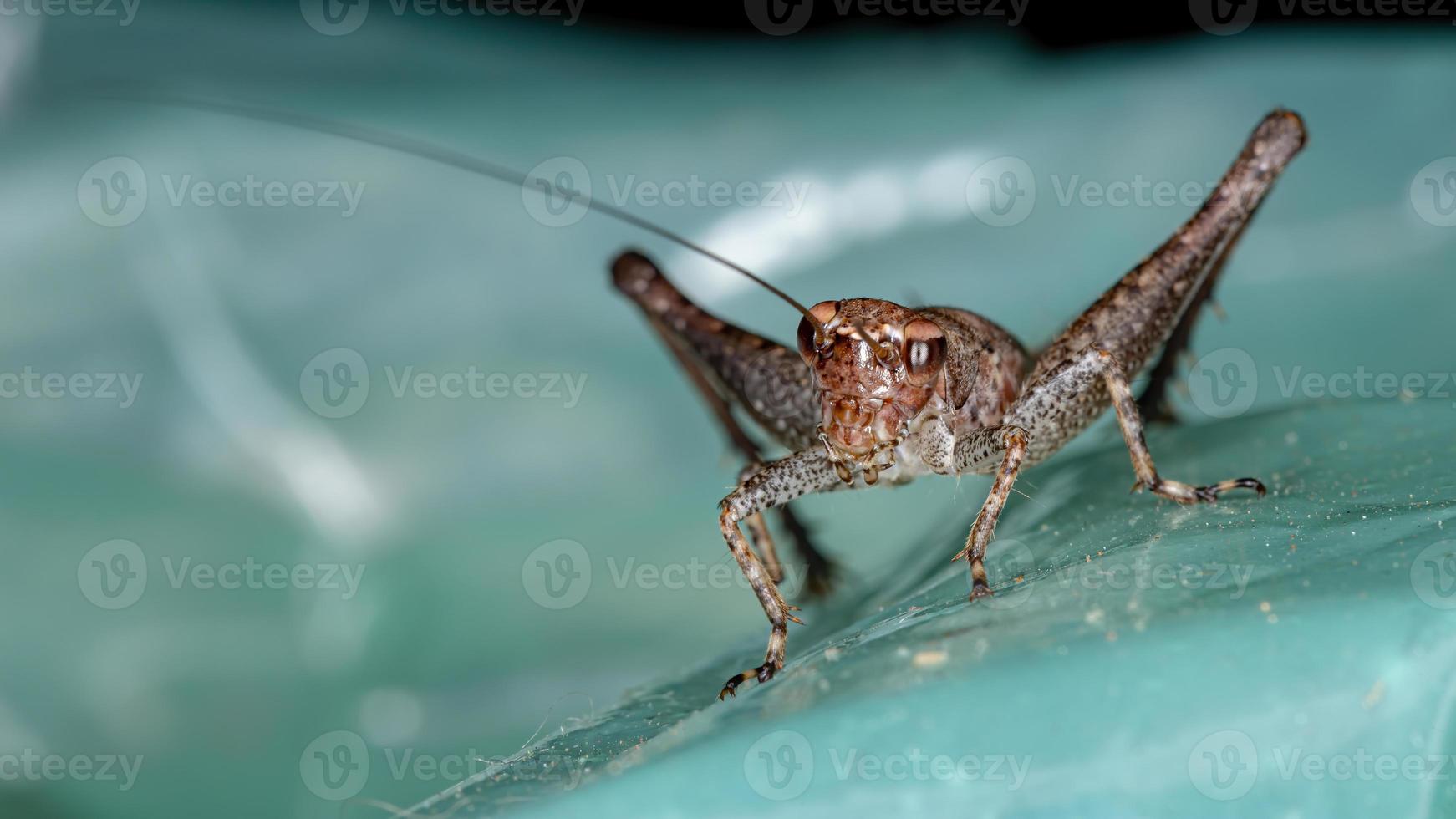 pequeno cricket verdadeiro foto