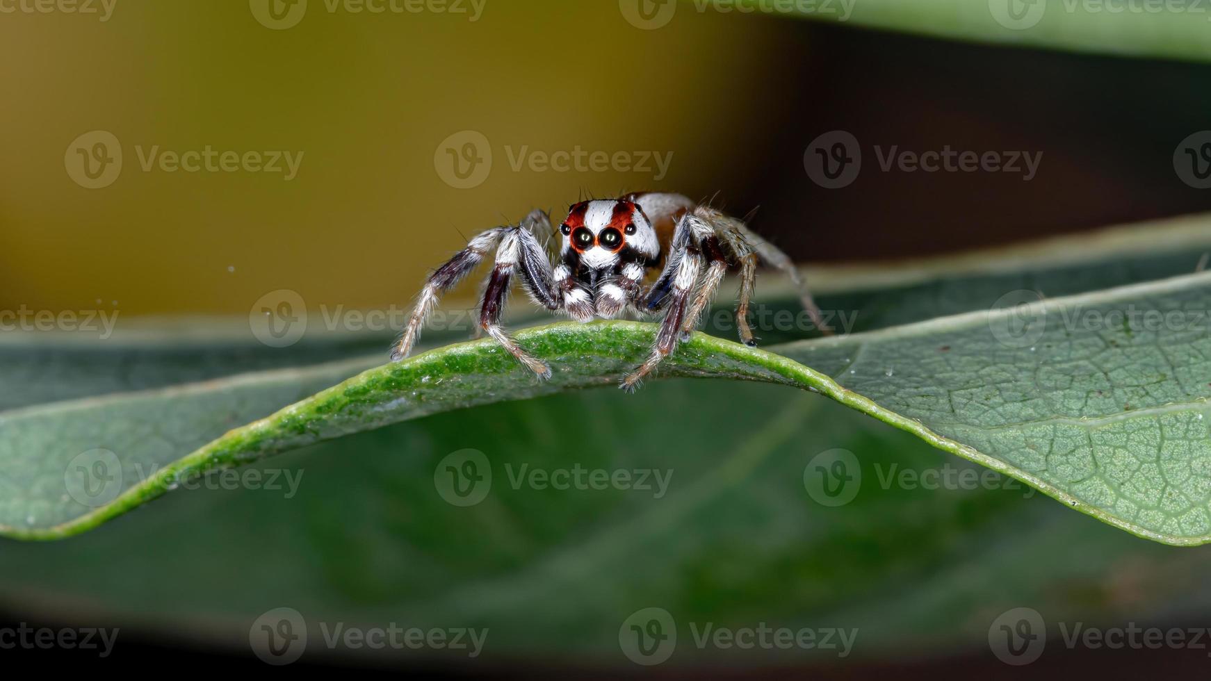 aranha saltadora adulta foto