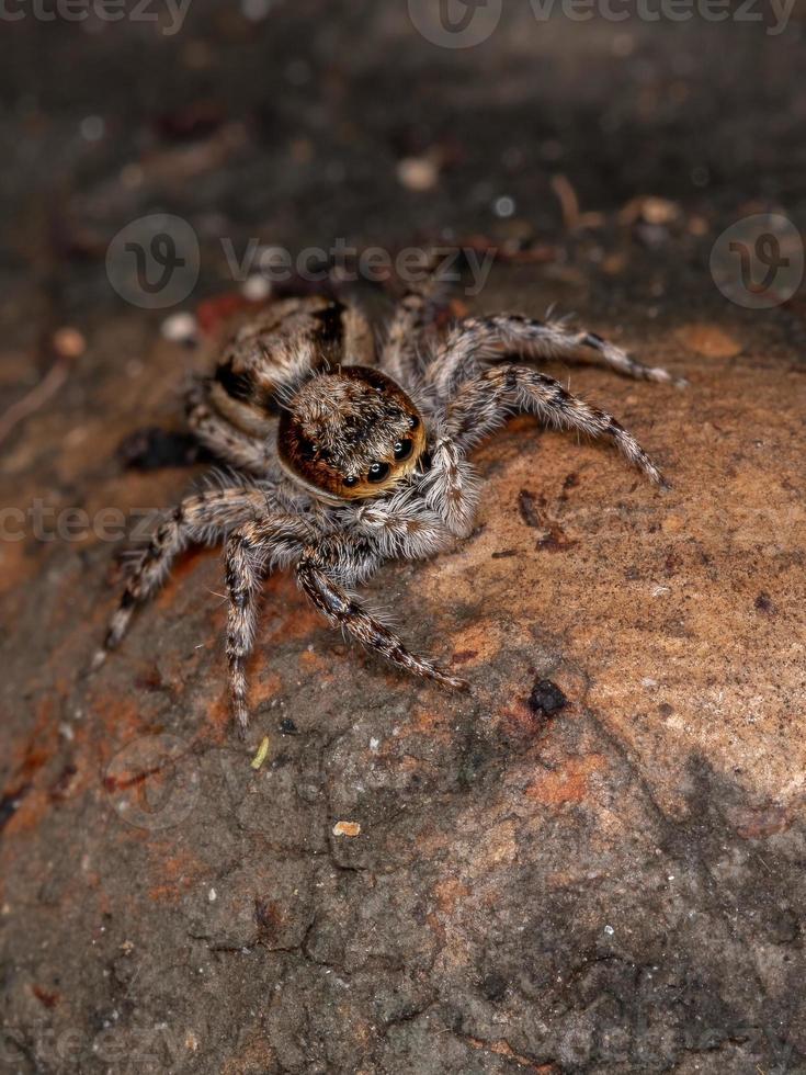 fêmea adulta cinza parede saltadora de aranha foto