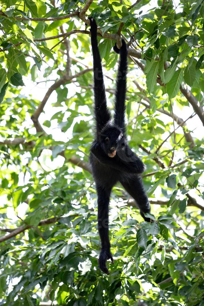 Macaco Aranha de cara preta - Zoo Santo Inácio