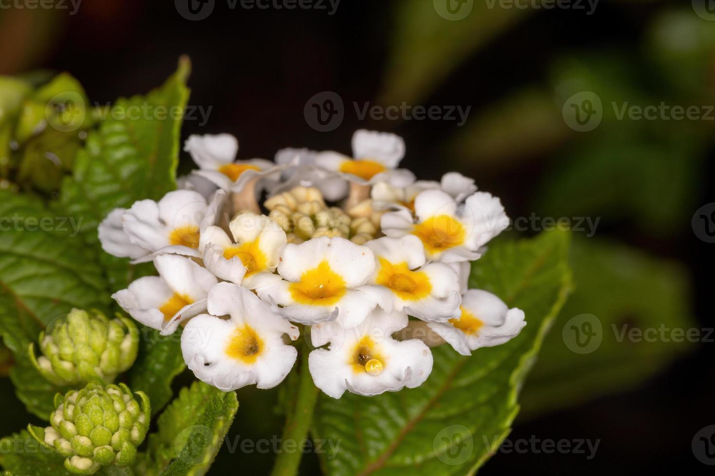 flor de lantana comum foto