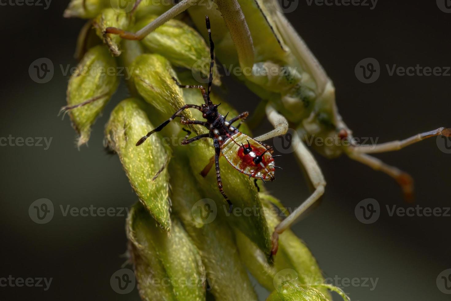ninfa de inseto de patas foliares foto