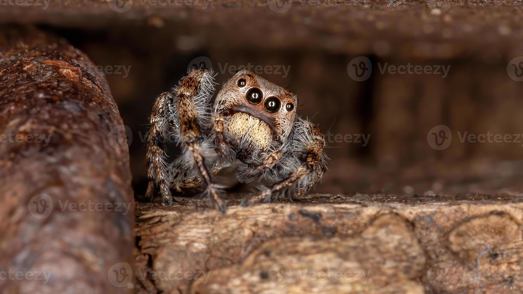 aranha saltadora masculina foto