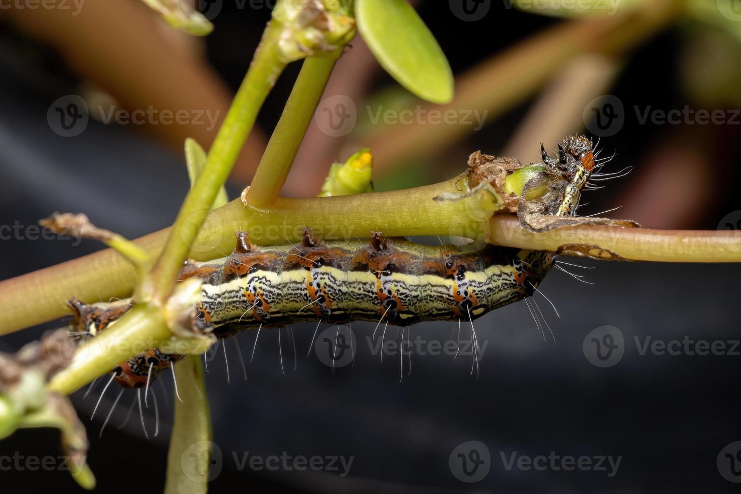 lagarta comendo uma planta comum beldroegas foto