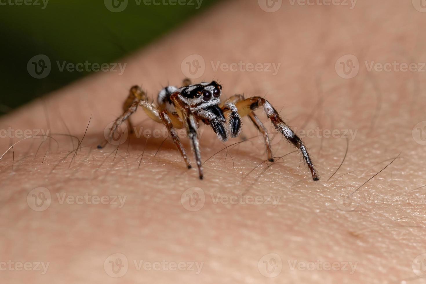 pequena aranha saltadora foto