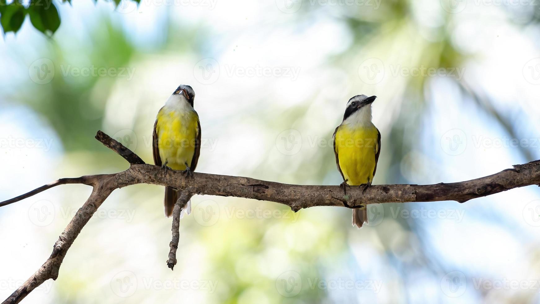 grande animal kiskadee foto