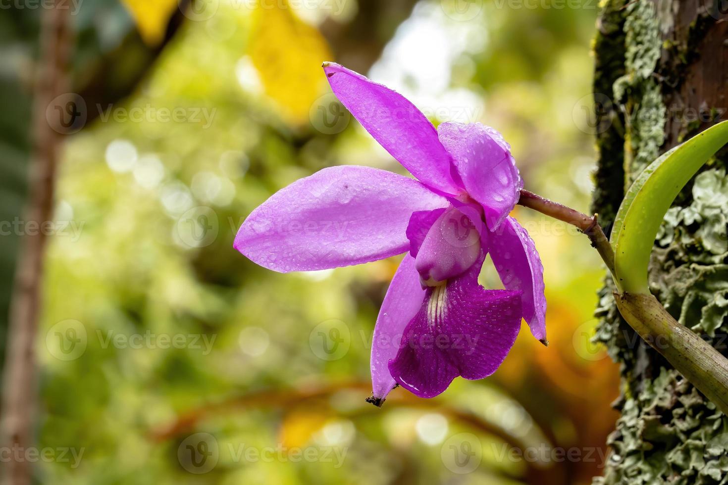 flor de orquídea rosa foto