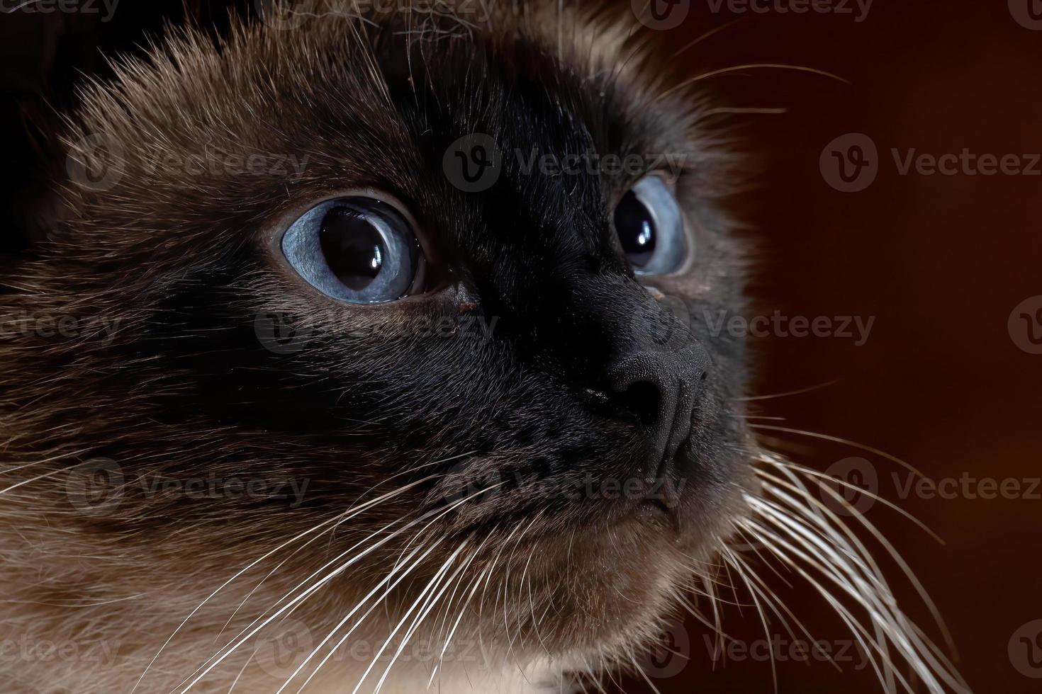 gato siamês em close-up foto