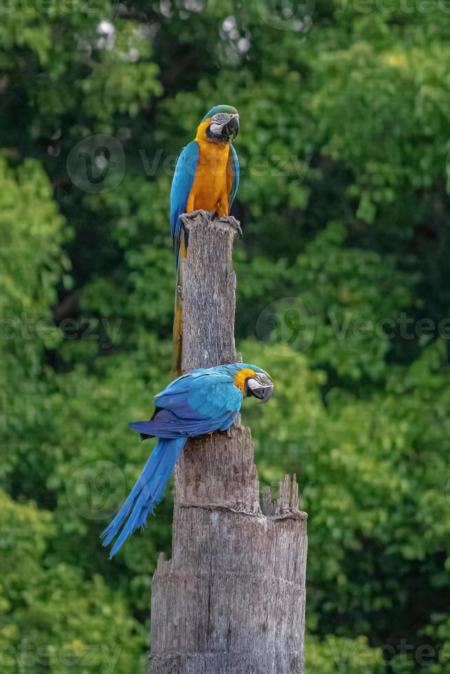 arara-azul-e-amarela adulta foto