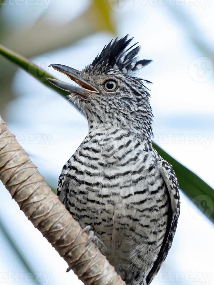 Antshrike macho brasileiro barrado foto