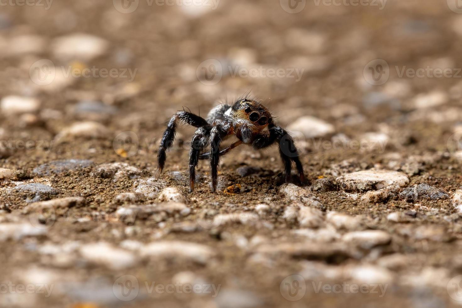 aranha pulando em uma superfície de concreto foto