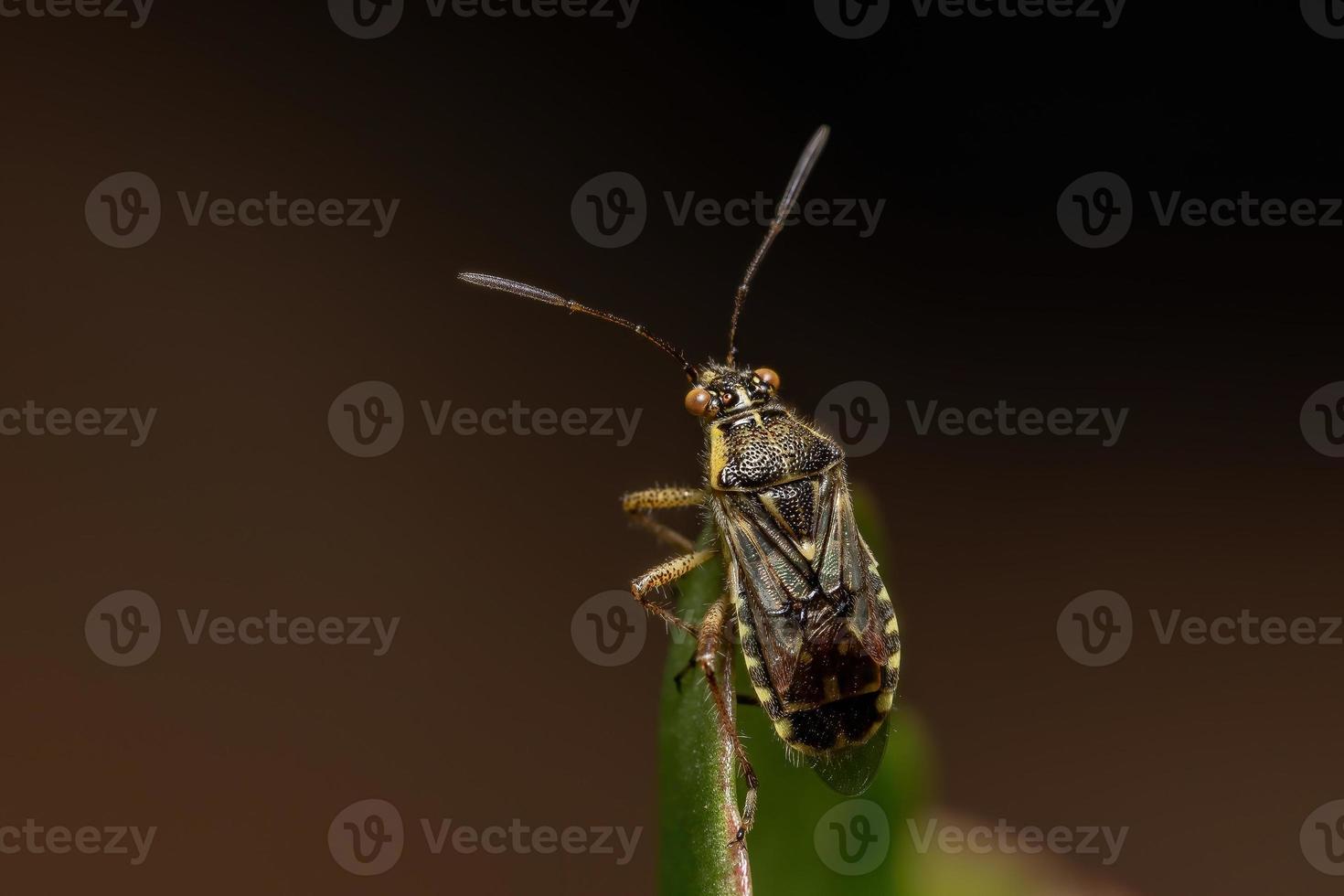 inseto planta adulta sem cheiro foto