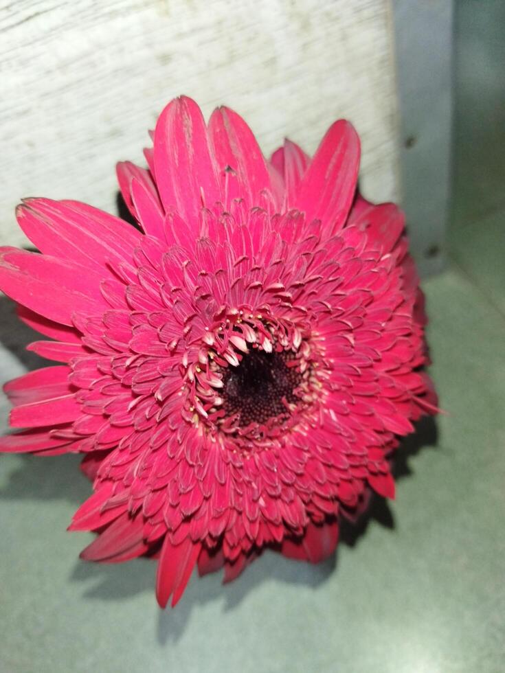 uma pessoa segurando uma vermelho flor dentro seus mão foto