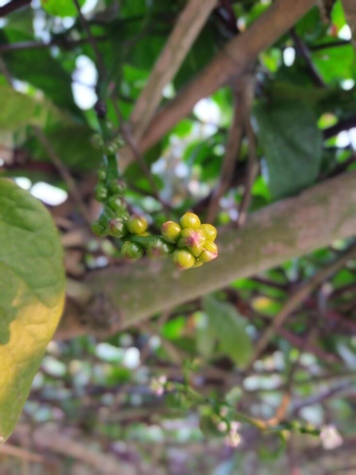 uma plantar com pequeno verde folhas e Rosa flores foto