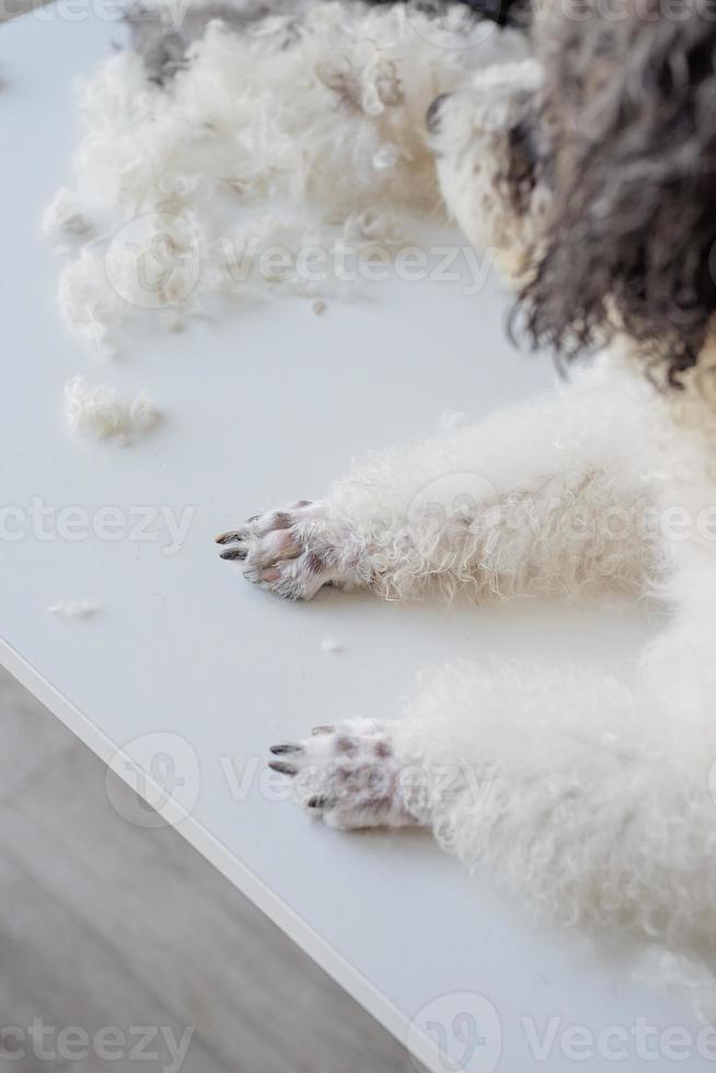 patas de bichon frise bem cuidado ou cachorro poodle no salão foto