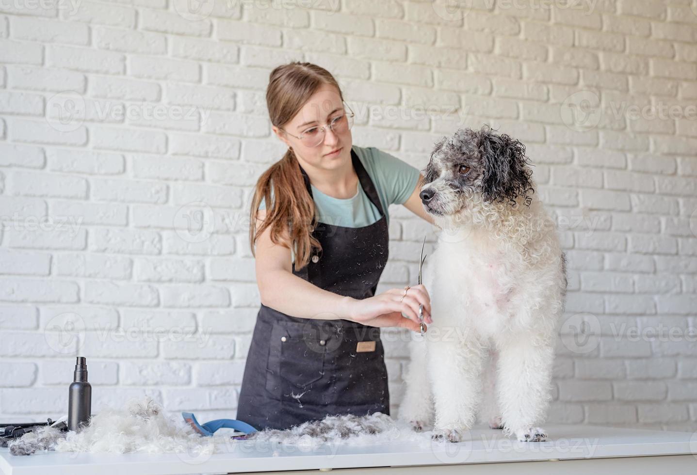 mulher sorridente arrumando cachorro bichon frise em salão foto