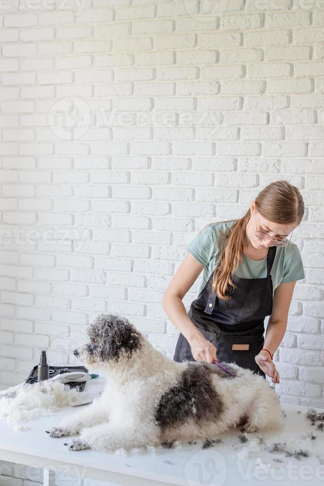 mulher sorridente arrumando cachorro bichon frise em salão foto