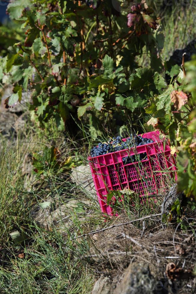 caixas cheias de uvas na vindima, ribeira sacra, galiza, espanha foto