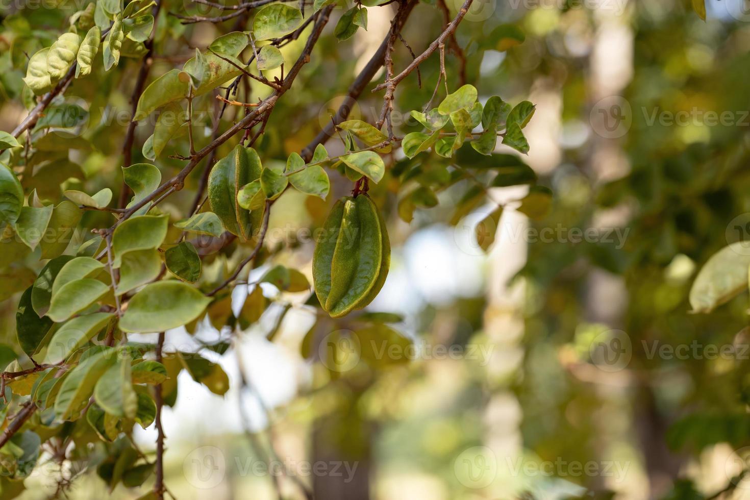 carambola verde foto