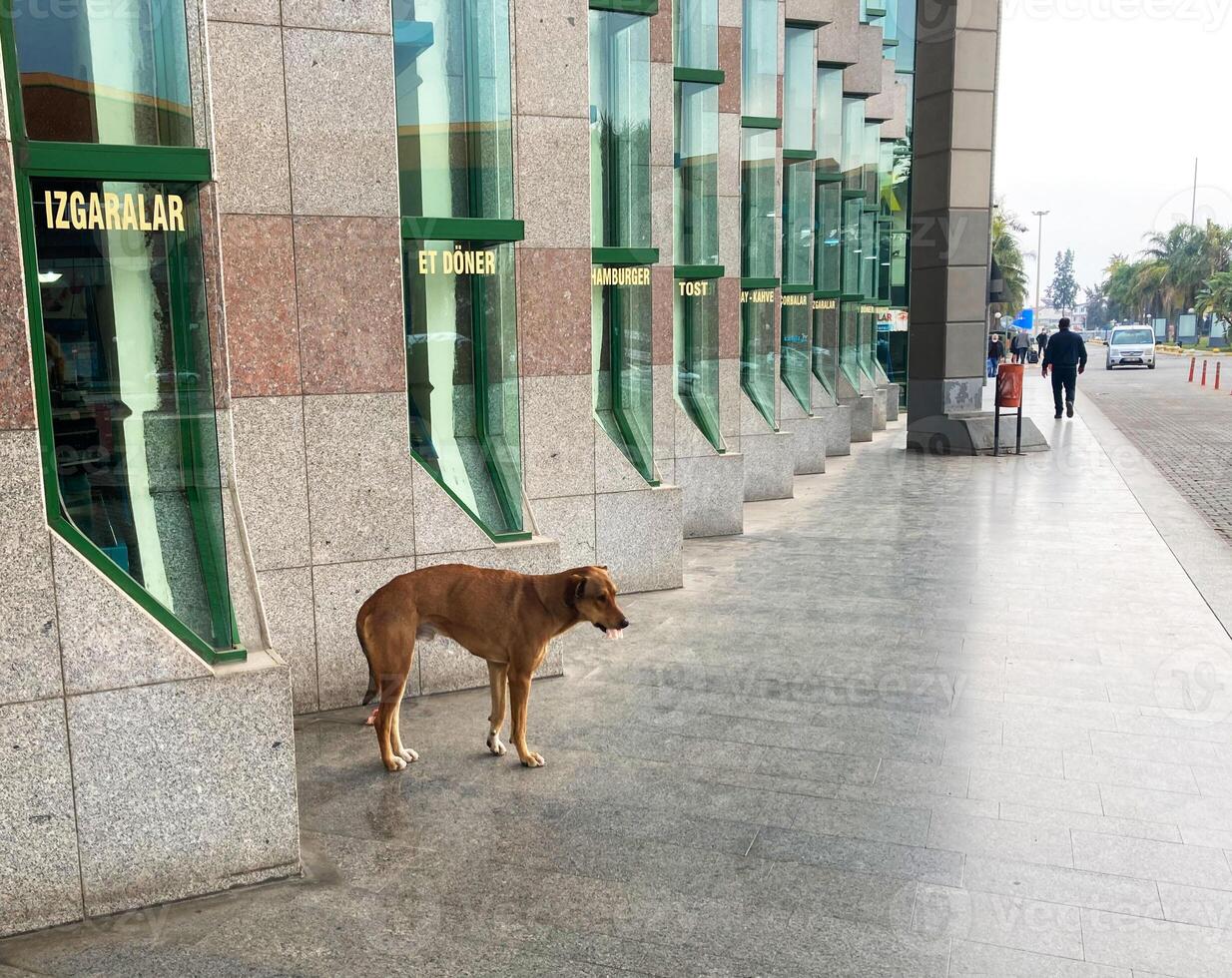 disperso cachorro em a rua dentro Peru foto