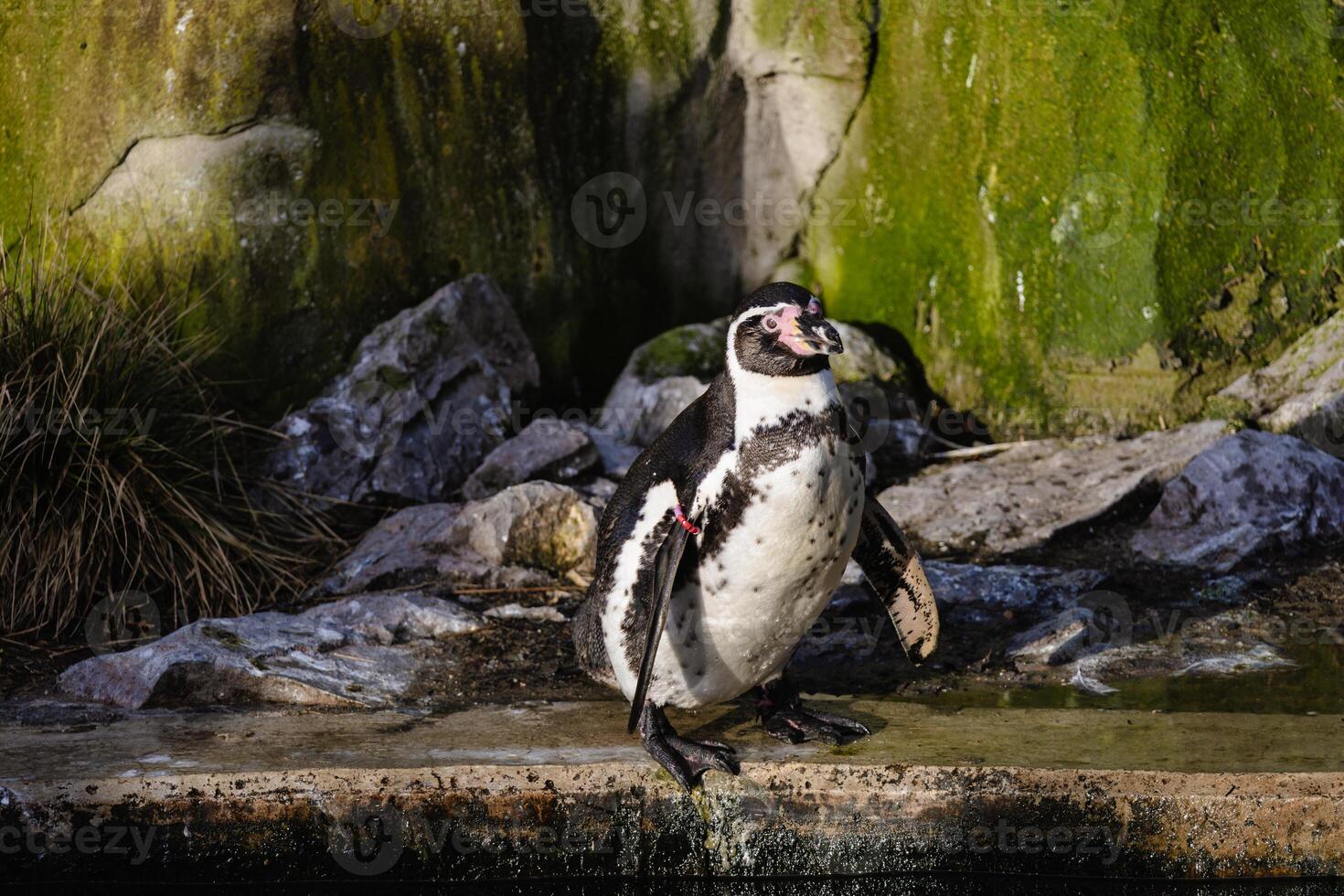 Humboldt pinguim em pé de uma rochoso piscina com coberto de algas fundo foto