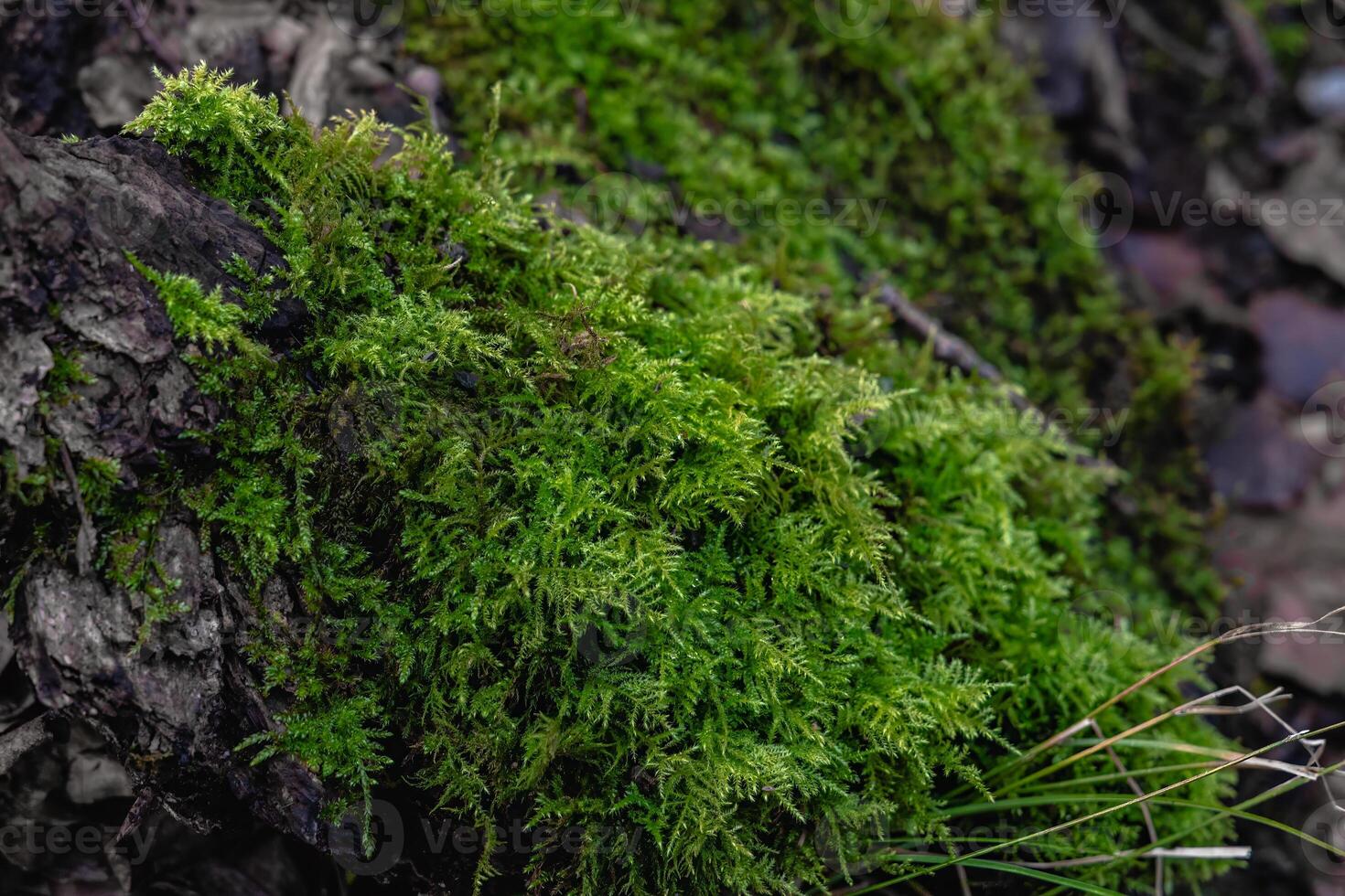 fechar-se do verde musgo em a terra dentro uma floresta foto