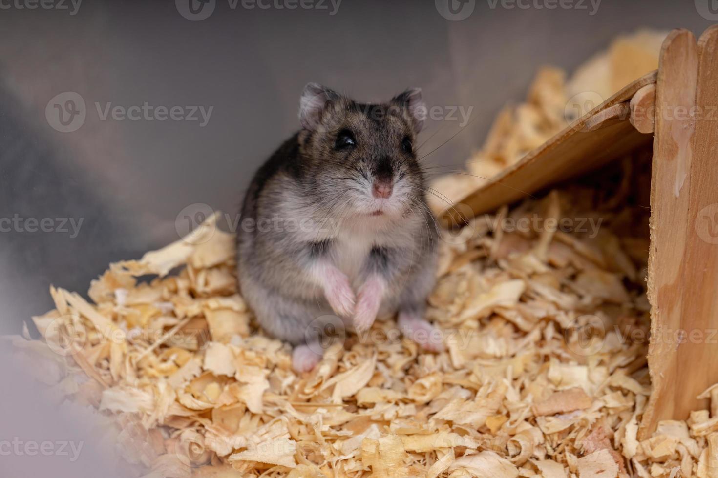 hamster anão Campbell foto