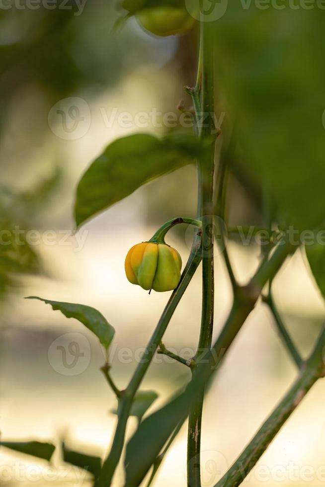 plantas de pimenta com frutas foto