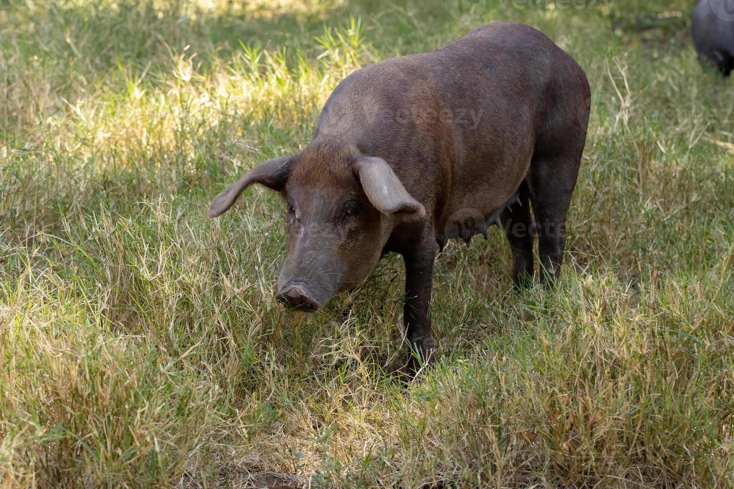 porco preto criado foto