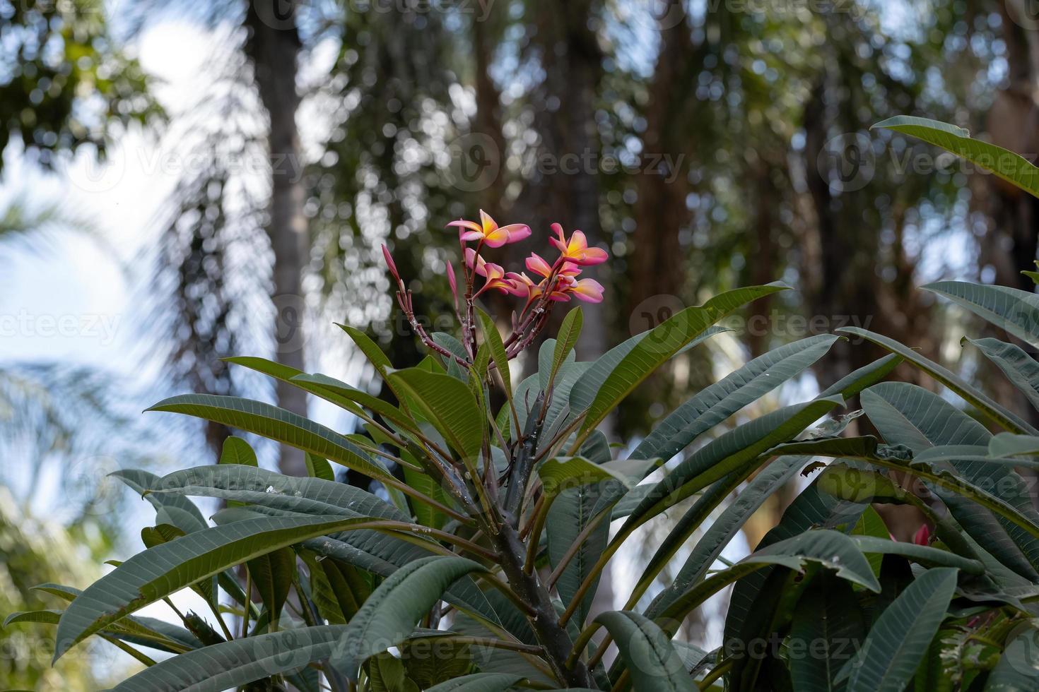 planta mexicana de plumeria foto