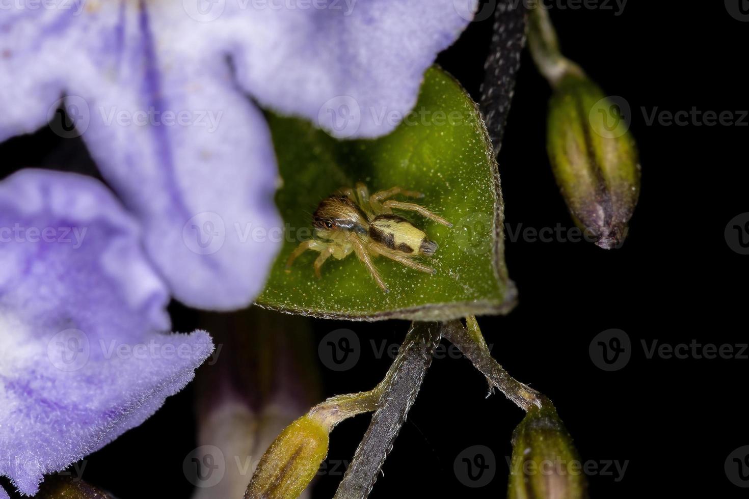 pequena aranha saltadora foto