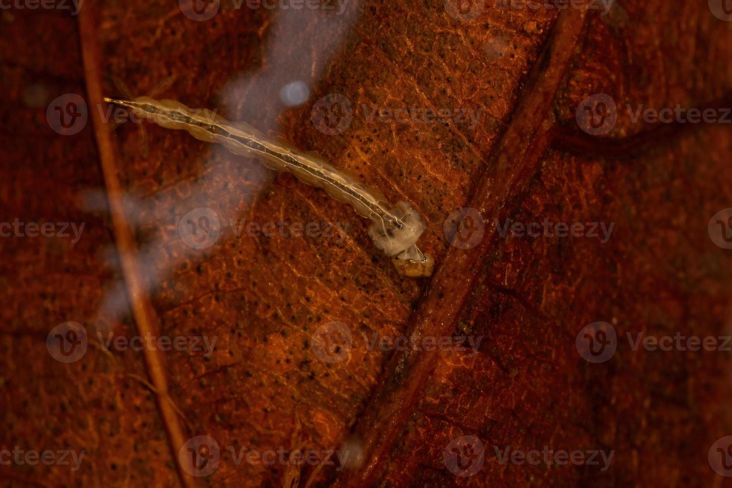 larva de mosquito tigre asiático foto