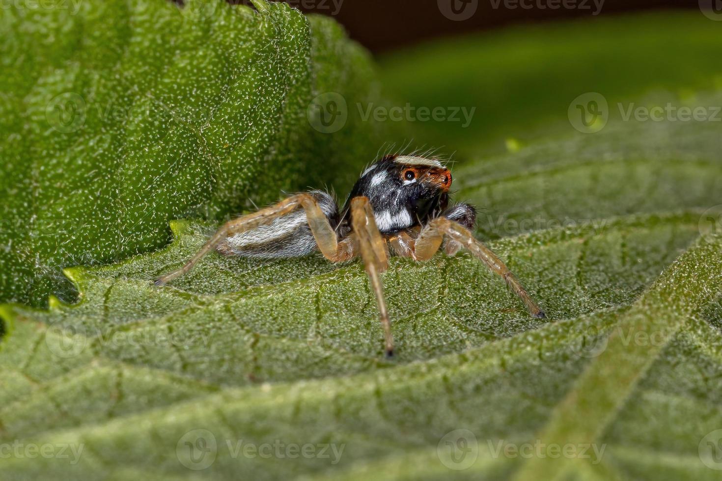 pequena aranha saltadora macho foto