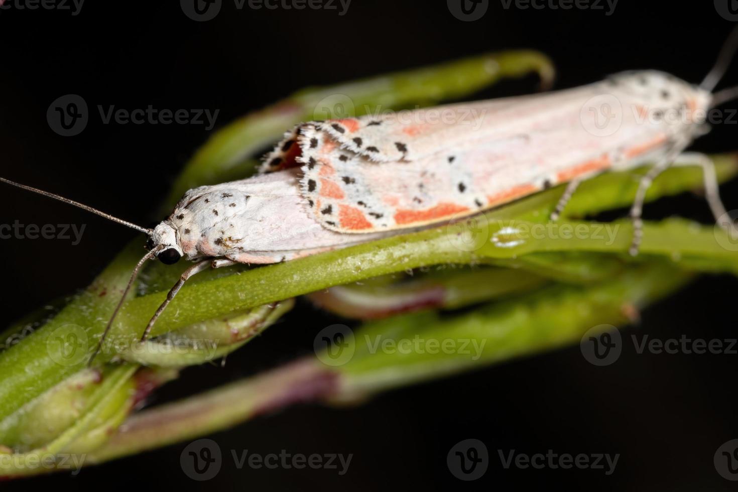 mariposa adulta ornamentada foto