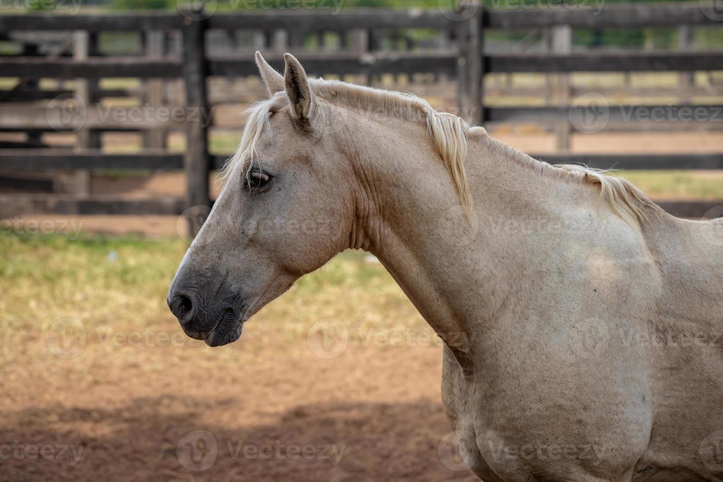 cavalo em fazenda brasileira foto