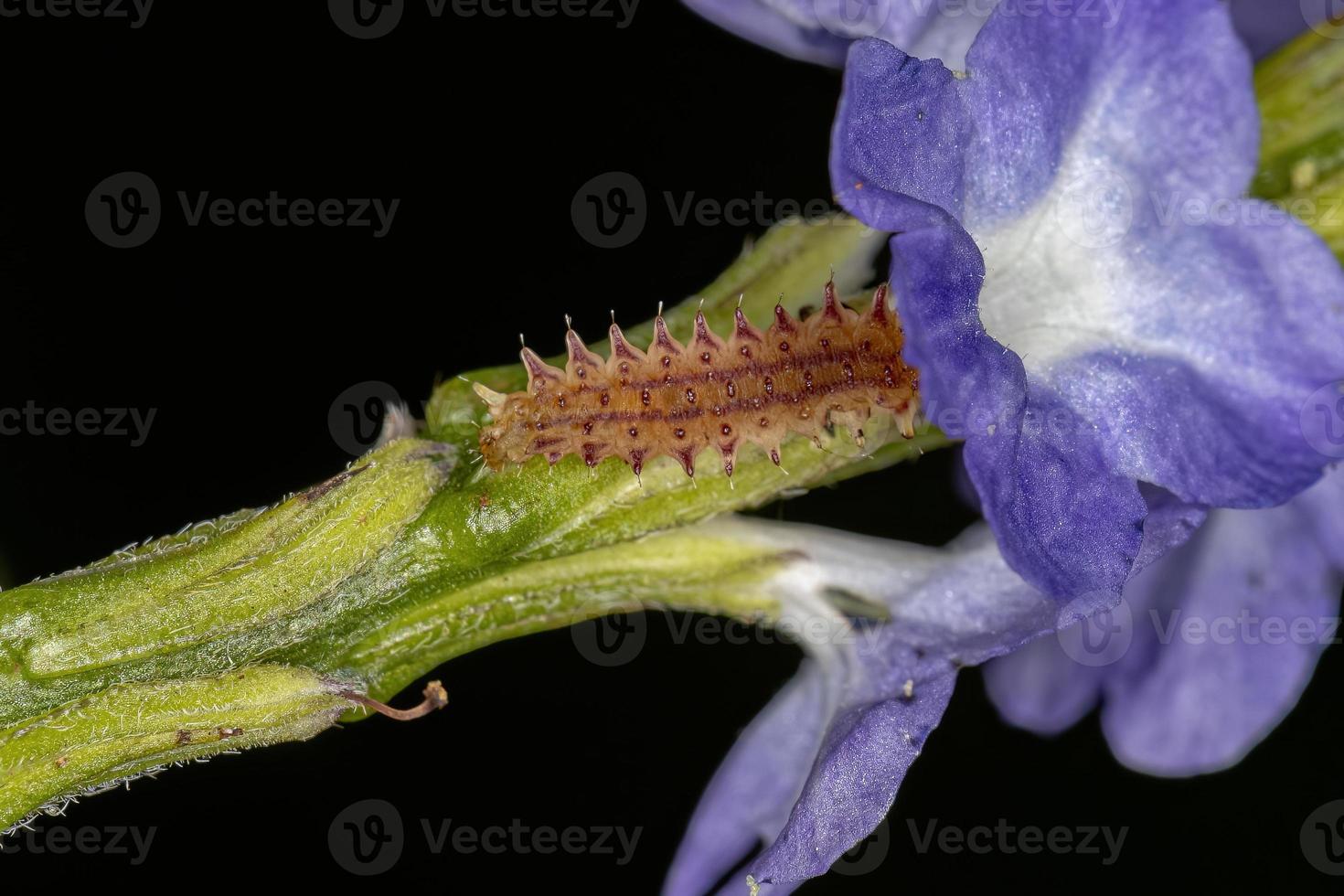 larva de besouro de pulga foto