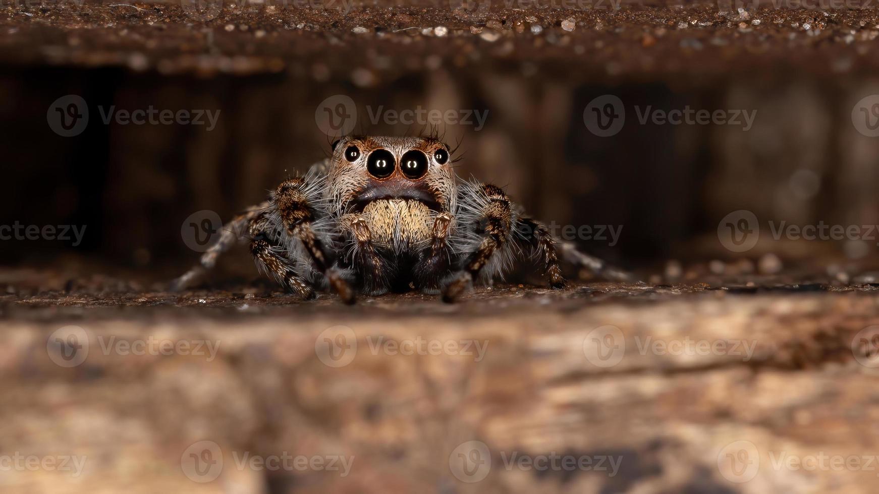 aranha saltadora masculina foto