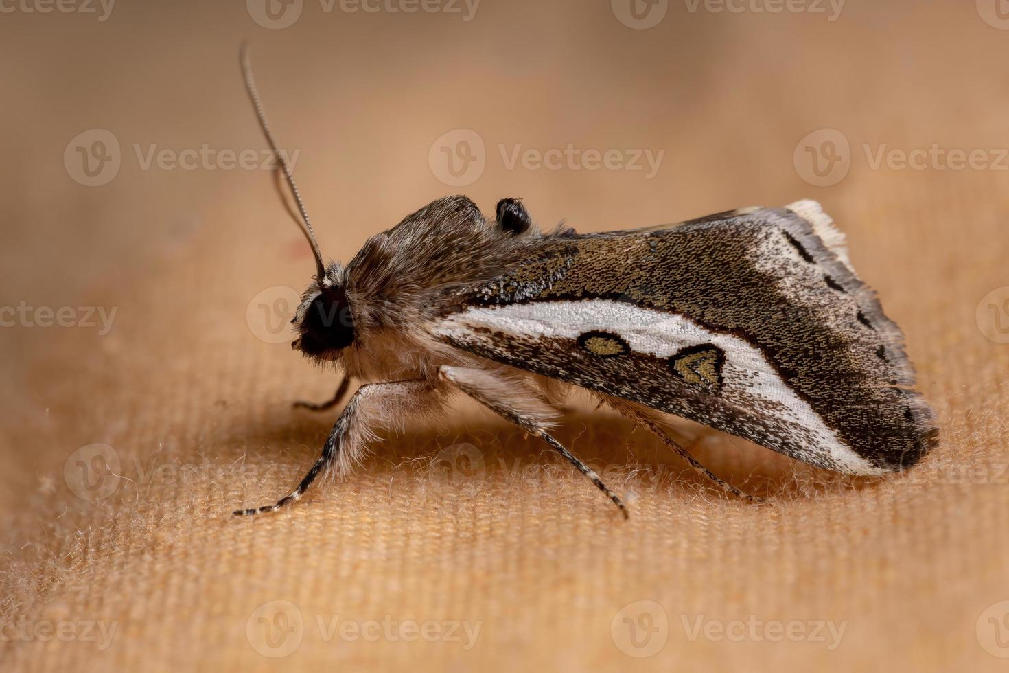 mariposa beldroega adulta foto